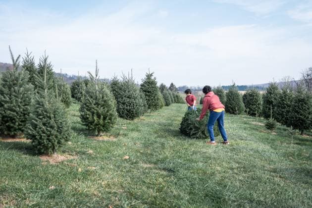 Creative Highlights Symbolbilder Rows of evergreen trees at a Christmas tree farm. Washington, District of Columbia, United States CR_YWPB23120592-1298776-01 ,model released, Symbolfoto