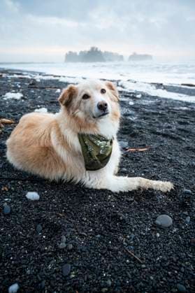 Creative Highlights Symbolbilder Dog looking at camera on the Olympic Coast La Push, Washington, United States R_JANERG220224D7-933951-01 ,model released, Symbolfoto