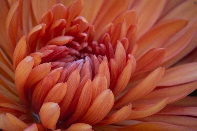 Closeup macro of orange chrysanthemum flower. Washington, District of Columbia, United States R_YWPB231205-1296812-01