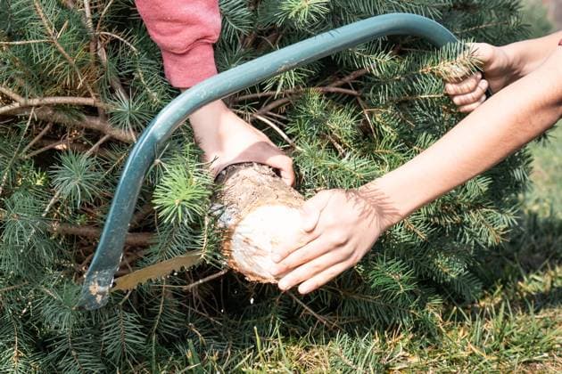 Rows of evergreen trees at a Christmas tree farm. Washington, District of Columbia, United States R_YWPB23120592-1298777-01 ,model released, Symbolfoto