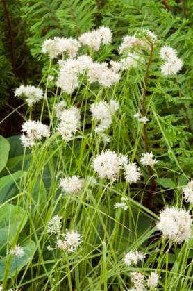 Luzula nivea.......... Luzula nivea, Credit:Copyrighted by Michael Warren FI Avalon  Copyright: xCopyrightedxbyxMichaelxWarrenxFIx xAvalonx 0516972252