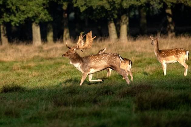 Damwild zur Brunftzeit Damwild im Herbst Damwild zur Brunftzeit *** Fallow deer in the rut Fallow deer in the fall Fallow deer in the rut
