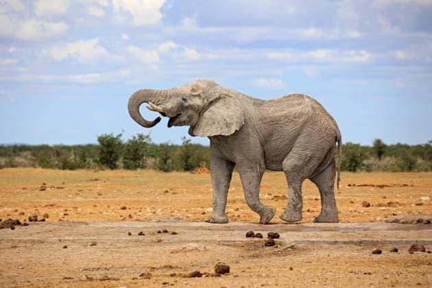 Creative Highlights World Elefantenbulle Elefantenbulle an einem Wasserloch im Etosha Nationalpark in Namibia Copyright: xZoonar.com AndreasxEdelmannx 20667764
