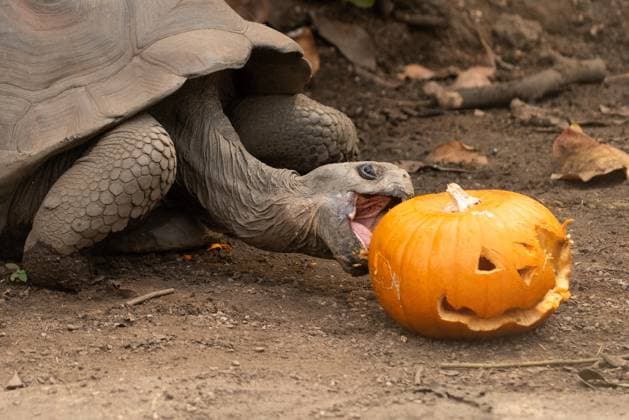 A Galapagos tortoise Editorial Only A Galapagos tortoise celebrates Halloween early with pumpkin treats at ZSL London Zoo in London, England. Monday 23 October 2023. Thursday 19th October 2023 -, Credit:James Warren Avalon Great Britain, London  Copyright: xJamesxWarrenx xAvalonx 0816267633