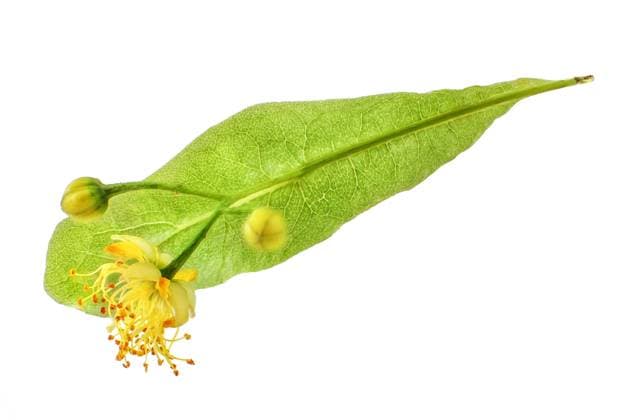 Linden flower and leaf isolated on white background. Linden flower and leaf isolated on white background. Copyright: xZoonar.com LuboxIvankox 16002492