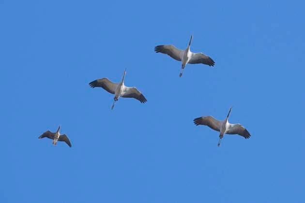  Kraniche (Grus grus) im Formationsflug, typische V-Formation, zusammen mit einer Blässgans (Anser albifrons), die in der Formation mitfliegt, Bad Wendorf, Wismar, Mecklenburg-Vorpommern, Deutschland, Europa *** Cranes Grus Grus at Formation flight, typical V Formation, together with a White-fronted Goose Anser albifrons , the in the Formation flies along, Bathroom Wendorf, Wismar, Mecklenburg Western Pomerania, Germany, Europe Copyright: imageBROKER/bildbaendiger ibxidk09927530.jpg