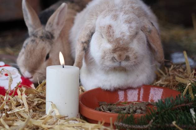 Weihnachten, Kaninchen (Cuniculus), Hasen, zwei, Widderkaninchen, Haustier, Kerze, Stimmung, Stroh, Futter, Zwei Kaninchen sitzen vor der Schale mit Futter im weihnachtlich dekorierten Kaninchenstall *** Christmas, Rabbit cuniculus , Rabbits, two, Aries rabbits, Pet, Candle, Mood, Straw, Lining, Two Rabbit sit before the Bowl with Chuck at christmassy decorated Rabbit hutch Copyright: imageBROKER AnjaxUhlemeyer-Wrona ibxuhl09929047.jpg