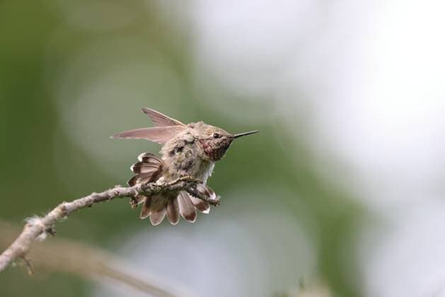 Creative Highlights World Annas Hummingbird Vancouver Island, British Columbia, Canada Annas Hummingbird Vancouver Island, British Columbia, Canada Copyright: xZoonar.com FrankxFichtmuellerx 20690359