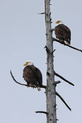 Creative Highlights World Bald Eagle Vancouver Island Canada Bald Eagle Vancouver Island Canada Copyright: xZoonar.com FrankxFichtmuellerx 20690417