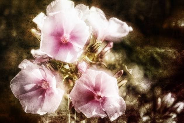Sommerphlox im Sonnenschein Die zauberhaften hellrosa- bis pinkfarbenen Blüten dieses Sommerphloxes erscheinen im sommerlichen Gegenlicht im starken Kontrast zum dunklen Hintergrund. Mit Textur. The enchanting light pink to pink flowers of this summer phlox appear in strong contrast to the dark background in the summer backlight. With texture. Copyright: xZoonar.com NiccxKochx 20687736