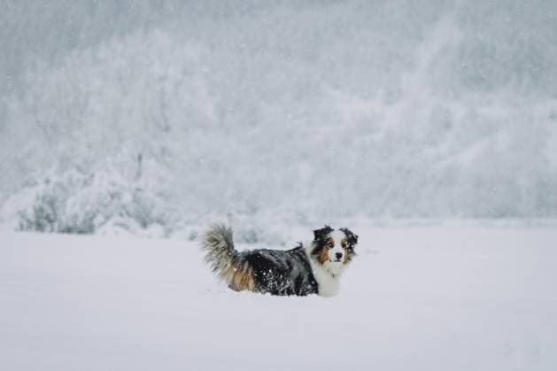 News Themen der Woche KW49 Bruck an der Glocknerstrasse THEMENBILD - ein Hund (Australian Shepherd) in einer winterlich, verschneite Landschaft, aufgenommen am 02. Dezember 2023 in Bruck an der Glocknerstrasse, Österreich a dog (Australian Shepherd) in a wintry, snowy landscape, Bruck an der Glocknerstrasse, Austria on 2023 12 02. Expa *** Bruck an der Glocknerstrasse THEME IMAGE a dog Australian Shepherd in a wintry, snowy landscape, taken on December 02, 2023 in Bruck an der Glocknerstrasse, Austria a dog Australian Shepherd in a wintry, snowy landscape, Bruck an der Glocknerstrasse, Austria on 2023 12 02 Expa  EP_obh