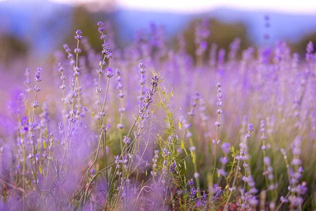Lavender flowers close-up on sky background Lavender purple flowers close-up on sky background, summer field Copyright: xZoonar.com NataliyaxNazarovax 20707383