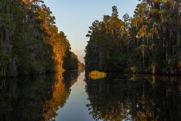 Okefenokee Swamp, near Folkston, Georgia Folkston, Georgia, United States R_PEES2312074B-1300342-01
