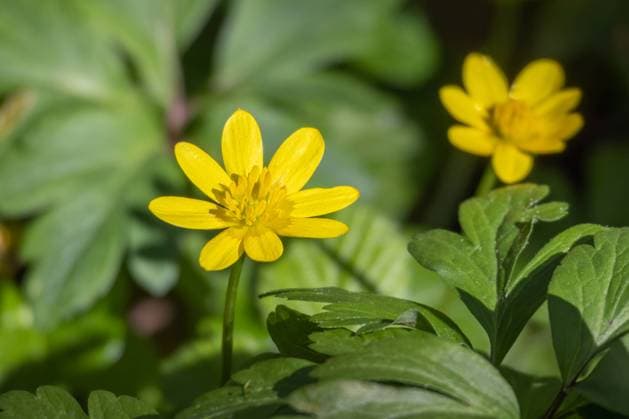 Lesser Celandine, Ranunculus ficaria, flowering in East Grinstead Lesser Celandine, Ranunculus ficaria, flowering in East Grinstead Copyright: xZoonar.com PhilxBirdx 20733133