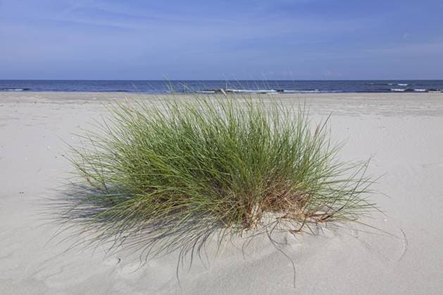 Creative Highlights World Gewöhnlicher Strandhafer (Ammophila arenaria), Europäisches Strandhafer in den Dünen im Sommer *** Usual Beach oats Ammophila arenaria , European Beach oats in the Dunes at Summer Copyright: imageBROKER/alimdix/xArterrax/xSven-ErikxArndt ibltsm09930141.jpg