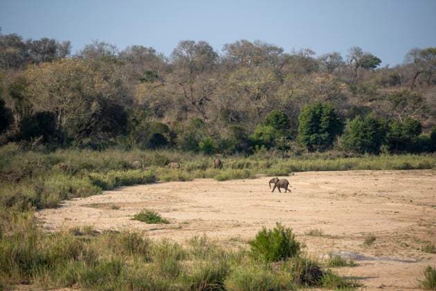 Creative Highlights World Afrikanischer Elefant (Loxodonta africana) Krüger-Nationalpark, Südafrika *** African Elephant Loxodonta africana Kruger National Park, South Africa Copyright: imageBROKER/Klaus-PeterxWolf ibxkpw09937365.jpg