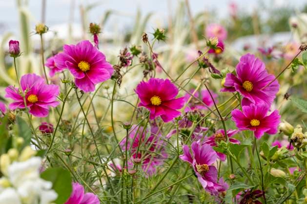 Schmuckkoerbchen, Schmuck-Koerbchen, Fiederblaettrige Schmuckblume, Cosmea, Kosmee (Cosmos bipinnatus), bluehend garden cosmos, Mexican aster (Cosmos bipinnatus), blooming BLWS699765 *** Jewelry beads, Jewellery Koerbchen, Fiederblaettrige Ornamental flower, Cosmea, Kosmee Cosmos bipinnatus , blooming Garden cosmos, MEXICAN Aster Cosmos bipinnatus , blooming BLWS699765 Copyright: xblickwinkel N.xNeetzx