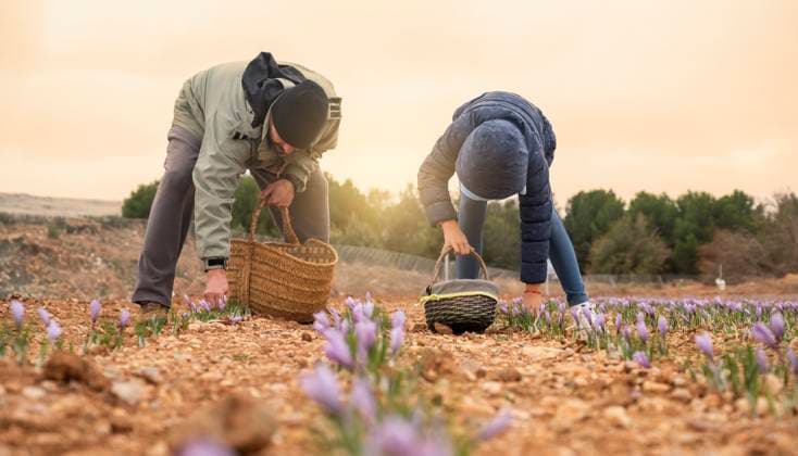 Creative Highlights Symbolbilder MR_ID17904_15781_MiguelCamachoLozano.jpg, MR_ID17904_15782_AdaSegoviaLosa.jpg Two people meticulously handpick saffron flowers in a field during a golden sunset, capturing the essence of the delicate harvesting process Model Released Asuarezvega_ID17904_539977_001 Copyright: xAsuarezvegax