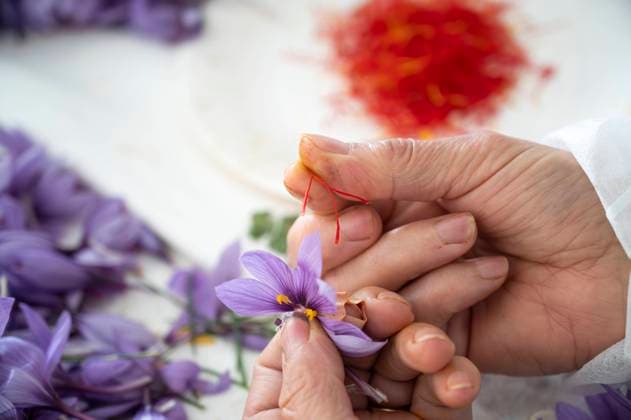 MR_ID17904_15781_MiguelCamachoLozano.jpg, MR_ID17904_15782_AdaSegoviaLosa.jpg Close-up of hands delicately harvesting saffron stigmas from purple crocus flowers; a traditional and meticulous process Model Released Asuarezvega_ID17904_540166_011 Copyright: xAsuarezvegax