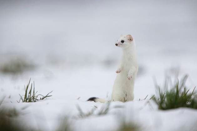 Creative Highlights World A curious ermine in its white winter fur peeks out over a snowy landscape in the Swiss Alps, with patches of green grass visible. Model Released DavidJerez_ID17875_538898_003 Copyright: xDavidxJerezx