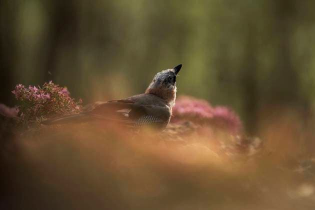 IMAGO Creative: Sommer, Sommertage im Garten A serene Eurasian jay bird sits amidst a soft focus outdoor setting with a backdrop of delicate pink flowers. Model Released DavidJerez_ID17934_540795_001 Copyright: xDavidxJerezx