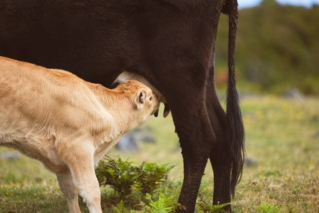 Adorable little calf drinking milk from cow s udder at grassy meadow with blurred background Model Released EricPanades_ID17285_525855_027 Copyright: xEricxPanadesx RECORD DATE NOT STATED