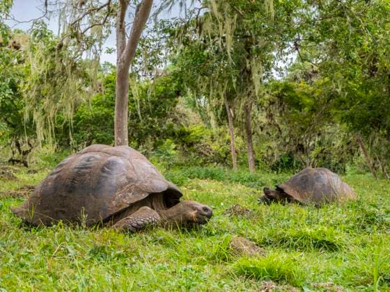 Wild Galapagos giant tortoises (Chelonoidis spp), found in Rancho Manzanillo, Santa Cruz Island, Galapagos Islands, UNESCO World Heritage Site, Ecuador, South America Copyright: MichaelxNolan 1112-8367