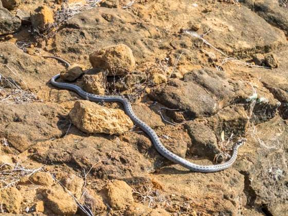 An adult Galapagos racer (Pseudalsophis biserialis), at Punta Pitt, San Cristobal Island, Galapagos Islands, UNESCO World Heritage Site, Ecuador, South America Copyright: MichaelxNolan 1112-8373