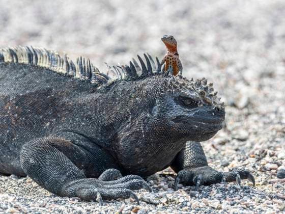 Galapagos marine iguana (Amblyrhynchus cristatus), Galapagos lava lizard (Microlophus albemarlensis), Galapagos Islands, UNESCO World Heritage Site, Ecuador, South America Copyright: MichaelxNolan 1112-8485