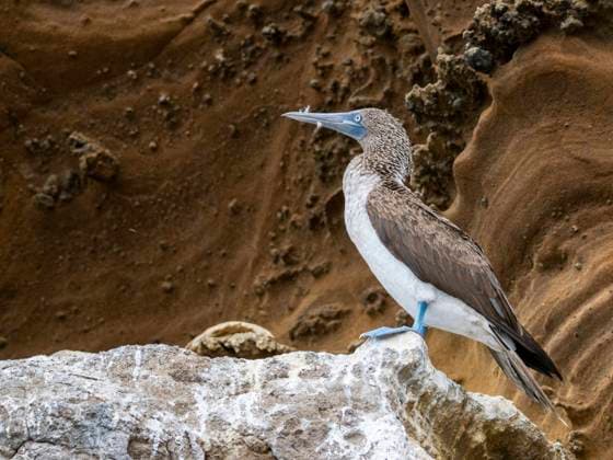 Creative Highlights World Adult blue-footed booby (Sula nebouxii) on rocky outcropping on Isabela Island, Galapagos Islands, UNESCO World Heritage Site, Ecuador, South America Copyright: MichaelxNolan 1112-8546