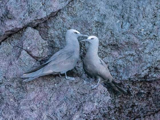 A pair of adult brown noddies (Anous stolidus), on rocky outcropping on Isabela Island, Galapagos Islands, UNESCO World Heritage Site, Ecuador, South America Copyright: MichaelxNolan 1112-8548