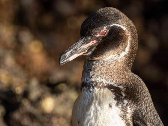 An adult Galapagos penguin (Spheniscus mendiculus), on the rocks in Urbina Bay, Galapagos Islands, UNESCO World Heritage Site, Ecuador, South America Copyright: MichaelxNolan 1112-8574