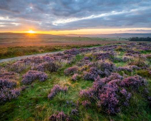 Ling heather (Calluna vulgaris) flowering on Curbar Gap at sunrise, Peak District National Park, Derbyshire, England, United Kingdom, Europe Copyright: RobertxCanis 1200-637