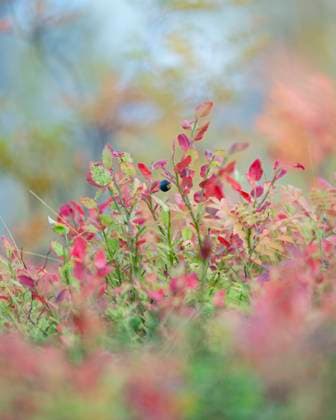 Northern bilberry (Vaccinium uliginosum), in autumn colour, Norway, Scandinavia, Europe Copyright: RobertxCanis 1200-650