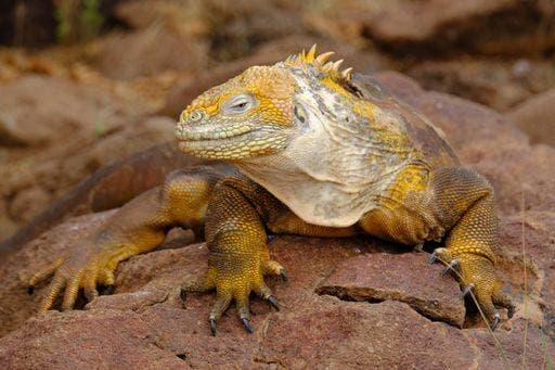 A closeup of a yellow iguana on a rock looking towards the camera with blurred background 25442 RECORD DATE NOT STATED