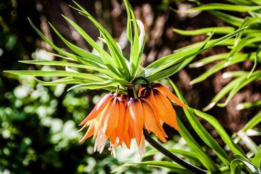 A selective focus shot of Crown Imperial or Fritillaria imperialis plant 35169 RECORD DATE NOT STATED