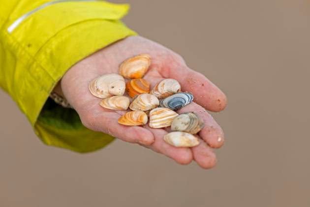  Am Strand gesammelte Muscheln, Hand, Westende, Middelkerke, Belgien, Europa *** on Beach collected Mussels, Hand, West end, Middelkerke, Belgium, Europe Copyright: imageBROKER/SiegfriedxKuttig ibxshg09949776.jpg ,model released, Symbolfoto ,property released