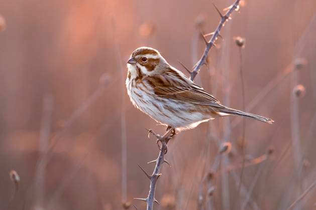 Creative Highlights World Rohrammer, Rohr-Ammer, Rohrspatz, Rohr-Spatz (Emberiza schoeniclus), Weibchen sitzt auf einem dornigen Zweig, Seitenansicht, Italien, Toskana reed bunting, common reed bunting (Emberiza schoeniclus), female perching on a prickly twig, side view, Italy, Tuscany BLWS700321 *** Reed bunting, Pipe Bunting, Reed sparrow, Pipe Sparrow Emberiza schoeniclus , Female sits at a thorny Zweig, Side view, Italy, Tuscany Reed bunting, Common Reed Bunting Emberiza schoeniclus , Female perching ON a Prickly twig, Side view, Italy, Tuscany BLWS700321 Copyright: xblickwinkel AGAMI D.xOcchiatox