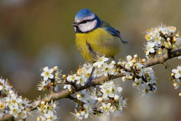Blaumeise, Blau-Meise (Parus caeruleus, Cyanistes caeruleus), sitzt auf einem weiss bluehenden Zweig blue tit, Eurasian blue tit (Parus caeruleus, Cyanistes caeruleus), perching on a white flowering twig BLWS700324 *** Blue tit, Blue Meise Parus caeruleus, Cyanistes caeruleus , sits at a white blooming Branch Blue tit, EURASIAN Blue Tit Parus caeruleus, Cyanistes caeruleus , perching ON a White flowering twig BLWS700324 Copyright: xblickwinkel AGAMI D.xOcchiatox