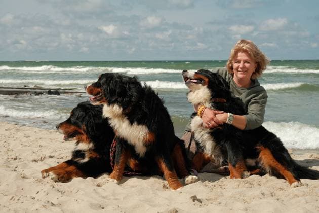 woman with dogs woman with bernese mountain dogs on sunny sand coast looking at camera ,model released, Symbolfoto Copyright: xZoonar.com TUGOLUKOVxALEKSEYx 17543671 ,model released, Symbolfoto ,property released