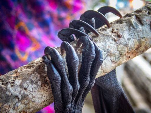 Creative Highlights World A selective focus shot of a bat mammal holding on to a stick in Bali 103440 RECORD DATE NOT STATED