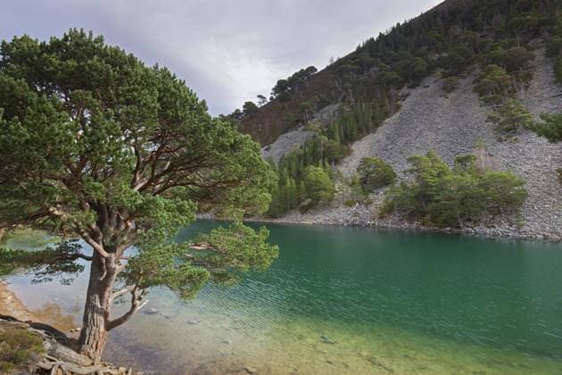 An Lochan Uaine, kleiner See im Glenmore Forest Park, Cairngorms National Park in der Nähe von Aviemore, Badenoch und Strathspey, Schottland, UK *** to Lochan Uaine, Kleiner Lake at Glenmore Forest Park, Cairngorms National Park in the Proximity from Aviemore, badenoch and Strathspey, Scotland, UK Copyright: imageBROKER alimdix xArterrax xSven-ErikxArndt ibltsm09931028.jpg