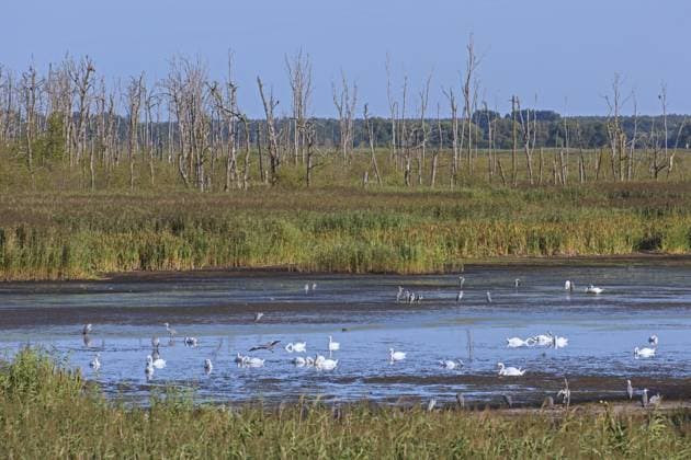 Creative Highlights World Kolonie von Höckerschwänen und Graureihern im Naturschutzgebiet Anklamer Stadtbruch in Mecklenburg-Vorpommern, MecklenburgVorpommern Deutschland *** Colony from Höckerschwänen and Grey herons at Nature reserve Anklamer Stadtbruch in Mecklenburg Western Pomerania, MecklenburgVorpommern Germany Copyright: imageBROKER/alimdix/xArterrax/xSven-ErikxArndt ibltsm09931259.jpg