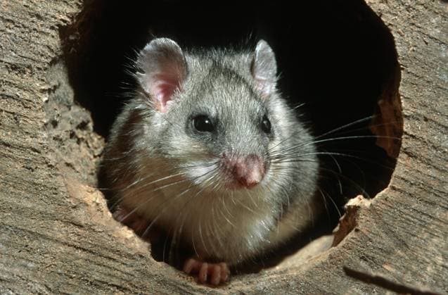 Siebenschläfer (Glis glis), fetter Siebenschläfer in hohlem Baum bei Nacht im Wald *** Dormouse Glis Glis , fetter Dormouse in Hohlem Tree at Night at Forest Copyright: imageBROKER alimdix xArterrax xJohanxDexMeester ibltsm09935871.jpg