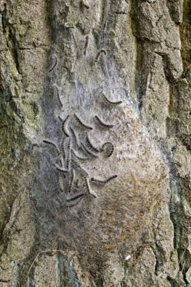 Nest von Eichenprozessionsspinner (Thaumetopoea processionea) am Baumstamm *** Nest from Oak Processionary Moth Thaumetopoea processionea on Tree trunk Copyright: imageBROKER alimdix xArterrax xJohanxDexMeester ibltsm09936073.jpg