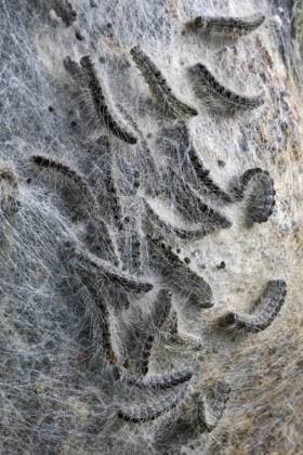Nest von Eichenprozessionsspinner (Thaumetopoea processionea) am Baumstamm *** Nest from Oak Processionary Moth Thaumetopoea processionea on Tree trunk Copyright: imageBROKER alimdix xArterrax xJohanxDexMeester ibltsm09936075.jpg