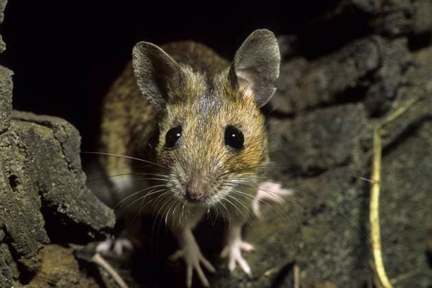 Europäische Waldmaus (Apodemus sylvaticus), Feldmaus bei der Futtersuche in einem Baumstamm im Wald, Belgien, Europa *** European wood mouse Apodemus sylvaticus , Field mouse at the Foraging in a Tree trunk at Forest, Belgium, Europe Copyright: imageBROKER alimdix xArterrax xJohanxDexMeester ibltsm09936125.jpg