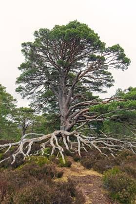 Alte Rotföhre (Pinus sylvestris) mit freiliegenden Wurzeln im Heideland, Cairngorms National Park, Badenoch and Strathspey, Schottland, UK *** Old Rotföhre Pinus sylvestris with exposed Roots at Heathland, Cairngorms National Park, badenoch and Strathspey, Scotland, UK Copyright: imageBROKER alimdix xArterrax xSven-ErikxArndt ibltsm09936322.jpg