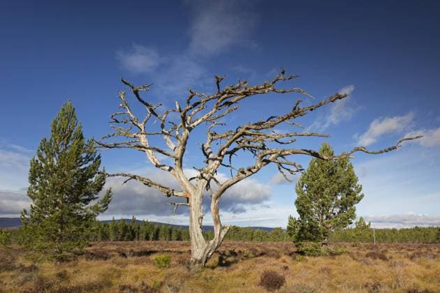 Abgestorbene Rotföhre (Pinus sylvestris) in einem Moorgebiet, Heide, Cairngorms National Park, Badenoch and Strathspey, Schottland, UK *** dead Rotföhre Pinus sylvestris in a Moorland, Heide, Cairngorms National Park, badenoch and Strathspey, Scotland, UK Copyright: imageBROKER alimdix xArterrax xSven-ErikxArndt ibltsm09936324.jpg