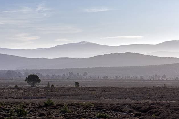 Moorland, Heideland und Kiefernwald in Sluggan im Cairngorms Nationalpark, Badenoch und Strathspey, Schottland, Großbritannien, Europa *** Moorland, Heideland and Pine forest in Sluggan at Cairngorms National Park, badenoch and Strathspey, Scotland, Great Britain, Europe Copyright: imageBROKER alimdix xArterrax xSven-ErikxArndt ibltsm09936330.jpg